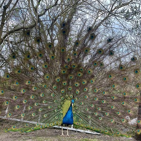 Agro Na Wapniarni Villa Biala  Bagian luar foto