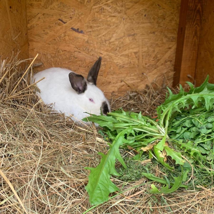 Agro Na Wapniarni Villa Biala  Bagian luar foto