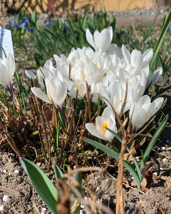 Agro Na Wapniarni Villa Biala  Bagian luar foto