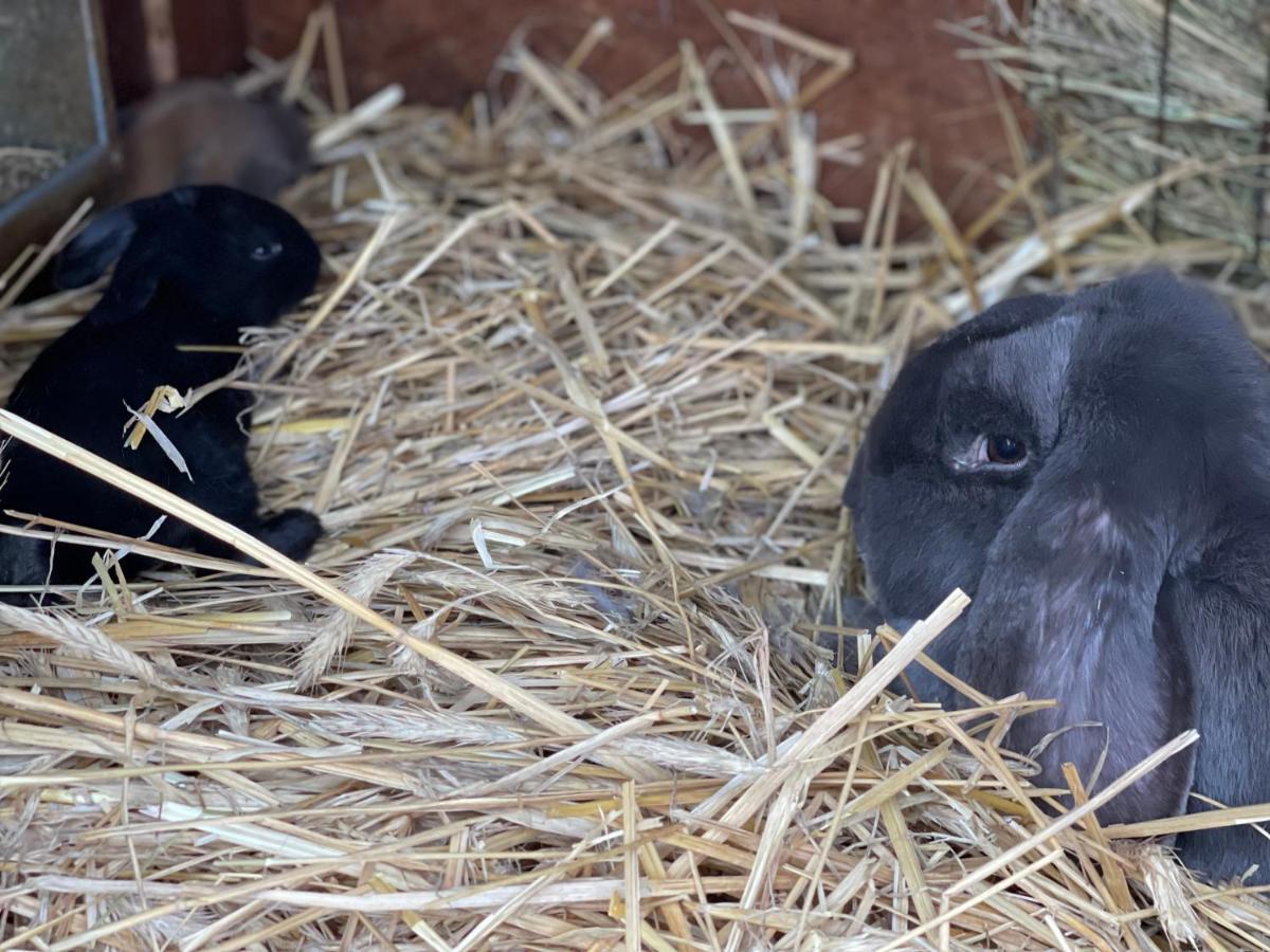 Agro Na Wapniarni Villa Biala  Bagian luar foto